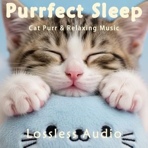 8小时 - 清晨自然冥想|深情回忆|猫咪呼噜声助眠|深度放松|完美睡眠