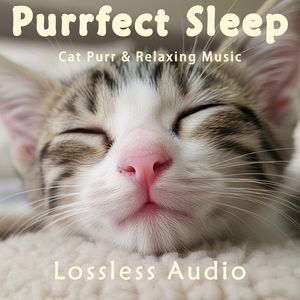 8小时 - 环绕海浪冥想|俯瞰地球星空舒缓|猫咪呼噜声助眠|深度放松|完美睡眠