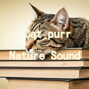 33.真实猫呼噜声+雨打芭蕉好睡加倍｜3分钟入睡·白噪音循环