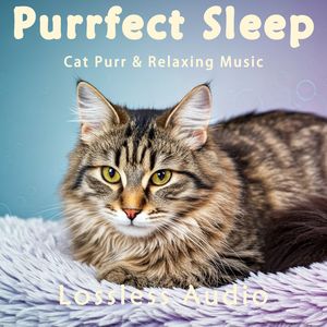 8小时 - 电影环境放松氛围｜猫咪呼噜｜深度放松｜完美睡眠