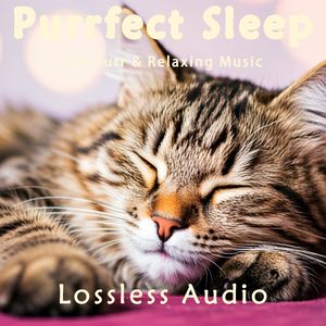 8小时 - 梦游仙境冥想氛围｜猫咪呼噜｜深度放松｜完美睡眠