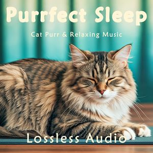 71.优雅惬意｜轻松愉快｜猫咪呼噜｜深度放松｜完美睡眠