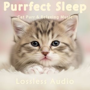 8 小时 - 雨后森林冥想｜未来太空科技氛围｜猫咪呼噜声助眠｜深度放松｜完美睡眠