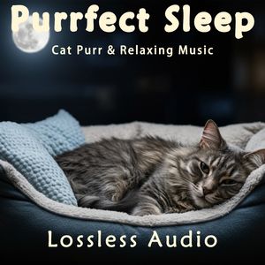 145.雨中森林冥想｜宁静舒缓空灵&下雨森林&猫咪呼噜声助眠｜深度放松｜完美睡眠