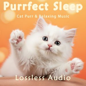 8 小时 - 雨夜漫漫冥想｜舒缓放松梦幻太空｜猫咪呼噜声助眠｜深度放松｜完美睡眠