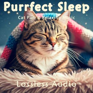 8小时 - 北极光-星空冥想｜猫咪呼噜｜深度放松｜完美睡眠