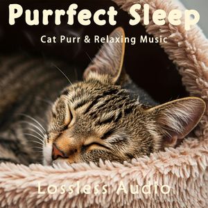 87.舒缓治愈｜瑜伽冥想｜猫咪呼噜｜深度放松｜完美睡眠