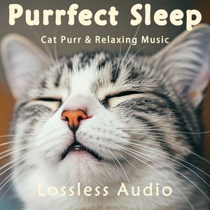 8小时 - 快乐有趣|温馨治愈|猫咪呼噜|深度放松|完美睡眠