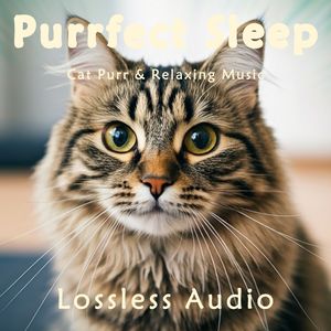 8小时 - 欢快灵动｜清新优美｜猫咪呼噜｜深度放松｜完美睡眠