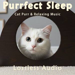 8小时 - 舒缓玄幻空灵的正念冥想吟唱音乐融合猫咪呼噜声｜深度放松｜完美睡眠