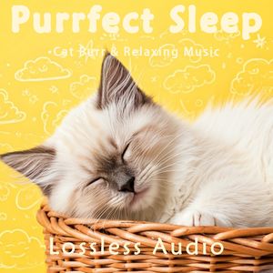 104.寻找自己之旅-冥想曲｜猫咪呼噜｜深度放松｜完美睡眠