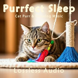 8小时 - 猫咪呼噜｜自然环境冥想脑波｜深度放松｜完美睡眠