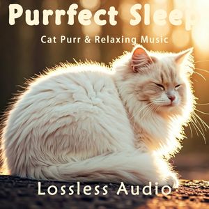 78.异域风情｜神秘欢快｜冥想放松｜猫咪呼噜｜完美睡眠