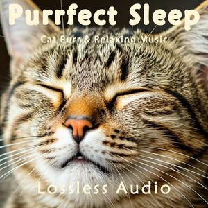 8小时 - 星空深邃的脑波冥想音乐融合猫咪呼噜声｜深度放松｜完美睡眠