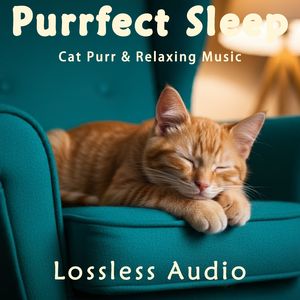 8 小时 - 清晨自然冥想｜安静散步钢琴曲｜猫咪呼噜声助眠｜深度放松｜完美睡眠