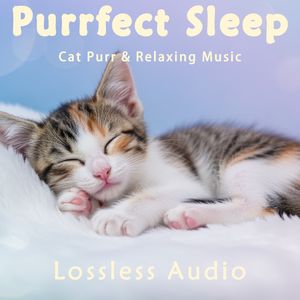 8 小时 - 雨中自然冥想｜清雅夜晚轻松节奏｜猫咪呼噜声助眠｜深度放松｜完美睡眠