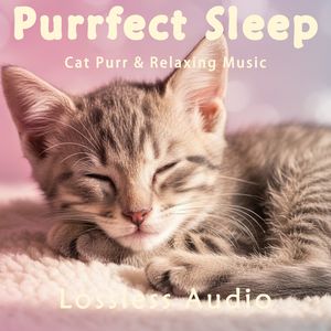 8小时 - 雷雨气候冥想|惬意放松自然环境氛围|猫咪呼噜声助眠|深度放松|完美睡眠