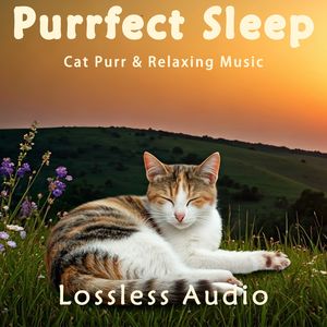 106.梦想冥想曲舒缓脑波｜猫咪呼噜｜深度放松｜完美睡眠