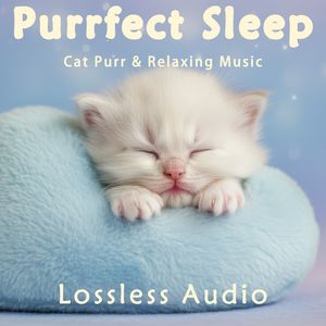 8 小时 - 环绕海浪冥想|唯美愉悦感性抒情|猫咪呼噜声助眠|深度放松|完美睡眠