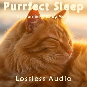 8小时 - 清晨自然冥想｜舒缓放松宁静致远｜猫咪呼噜声助眠｜深度放松｜完美睡眠