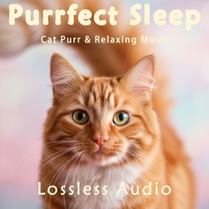 8小时 - 深空正念冥想α脑波音乐融合猫咪呼噜声｜深度放松｜完美睡眠