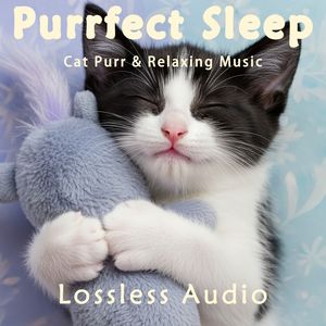 8 小时 - 森林雨中冥想｜清新治愈氧气森林｜猫咪呼噜声助眠｜深度放松｜完美睡眠