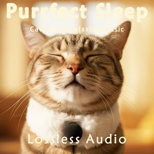 8 小时 - 春风徐来冥想｜梦幻钢琴音乐_充满希望｜猫咪呼噜声助眠｜深度放松｜完美睡眠