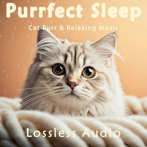 8小时 - 清新冥想｜自然放松｜猫咪呼噜｜深度放松｜完美睡眠