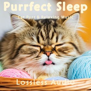 8小时 - 水中钢琴｜轻松欢快｜冥想放松｜猫咪呼噜｜完美睡眠