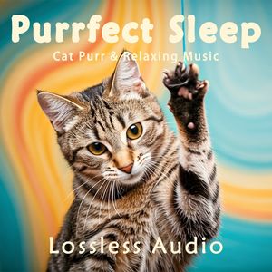 58.猫咪呼噜｜感性惬意的自然冥想｜深度放松｜完美睡眠