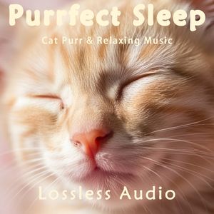 158.自然海浪冥想｜轻松明快节奏｜猫咪呼噜声助眠｜深度放松｜完美睡眠