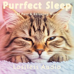 88.科技时尚|瑜伽冥想|猫咪呼噜|深度放松|完美睡眠