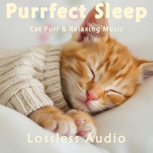 8 小时 - 雨中森林冥想｜放松冥想精神音乐｜猫咪呼噜声助眠｜深度放松｜完美睡眠