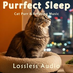 124.安宁放松的正念冥想阿尔法脑波音乐融合猫咪呼噜声|完美睡眠