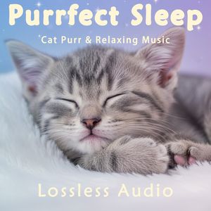 8 小时 - 雨雷气候冥想｜自然风光冥想音乐｜猫咪呼噜声助眠｜深度放松｜完美睡眠