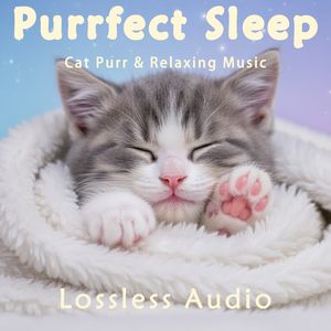 289.雨中自然冥想｜放松舒适的冥想音乐｜猫咪呼噜声助眠｜深度放松｜完美睡眠