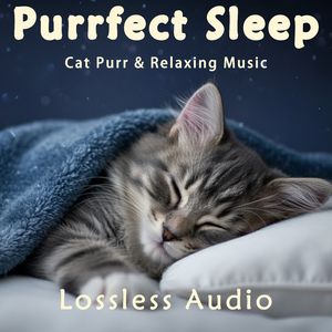 8 小时 - 清晨自然冥想｜智慧氛围科技未来｜猫咪呼噜声助眠｜深度放松｜完美睡眠