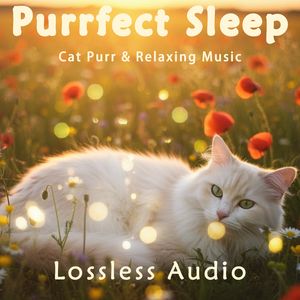 8小时 - 清晨自然冥想｜放松平静｜猫咪呼噜声助眠｜深度放松｜完美睡眠