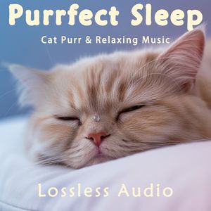 224.春风徐来冥想｜蓝色梦幻-电影氛围｜猫咪呼噜声助眠｜深度放松｜完美睡眠