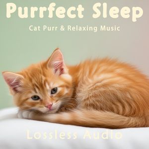 8 小时 - 雨中森林冥想｜舒缓人生叙事钢琴曲｜猫咪呼噜声助眠｜深度放松｜完美睡眠