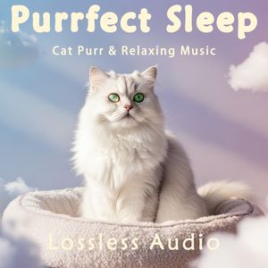 144.环绕海浪冥想｜轻松旋律&海浪环绕&猫咪呼噜声助眠｜深度放松｜完美睡眠