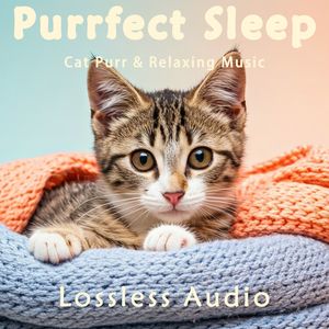 75.自然冥想｜空灵舒缓｜猫咪呼噜｜深度放松｜完美睡眠