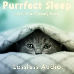 8 小时 - 雷雨气候冥想｜优雅舒缓长笛｜猫咪呼噜声助眠｜深度放松｜完美睡眠