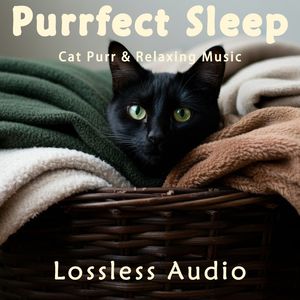 8小时 - 梦幻舒缓的正念冥想脑波音乐融合猫咪呼噜声｜深度放松｜完美睡眠