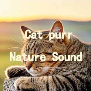 24.真实猫呼噜声+雨声沥沥雷声隆隆|3分钟入睡·白噪音循环