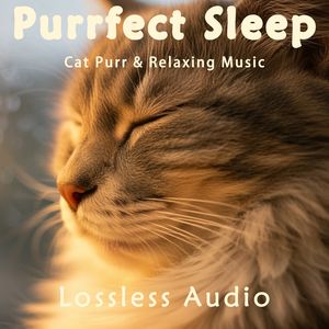 8小时 - 自然风景般的正念冥想脑波音乐融合猫咪呼噜声|深度放松|完美睡眠