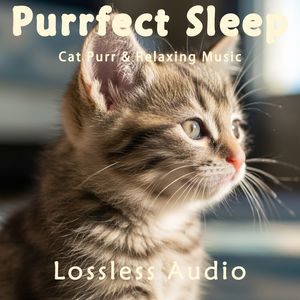 8小时 - 自然海浪冥想｜舒缓放松集中注意力｜猫咪呼噜声助眠｜深度放松｜完美睡眠