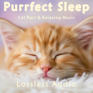 153.雨后森林冥想｜自然放松冥想曲｜猫咪呼噜声助眠｜深度放松｜完美睡眠