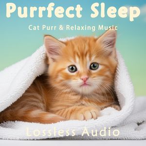 288.环绕海浪冥想｜中国风-子夜吴歌｜猫咪呼噜声助眠｜深度放松｜完美睡眠