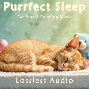 8 小时 - 清晨自然冥想｜亲近自然安宁舒缓｜猫咪呼噜声助眠｜深度放松｜完美睡眠